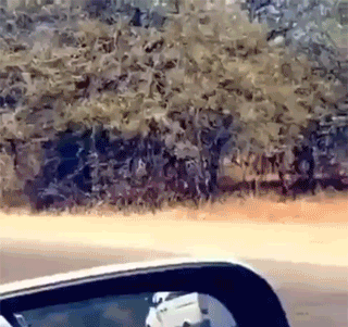 gif (23)