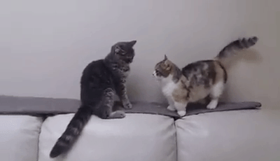 gif (13)
