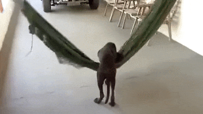 gif (22)