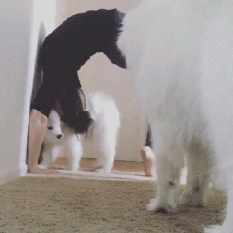 gif (14)