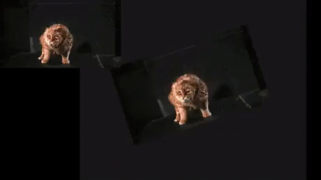 gif (20)