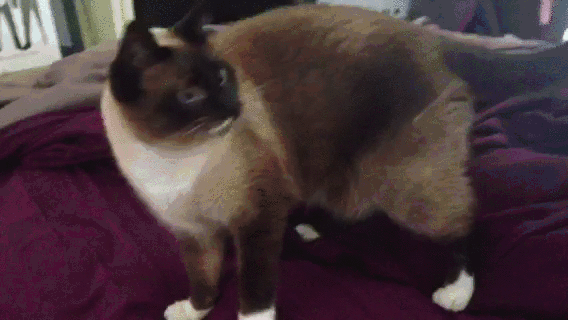 gif (27)