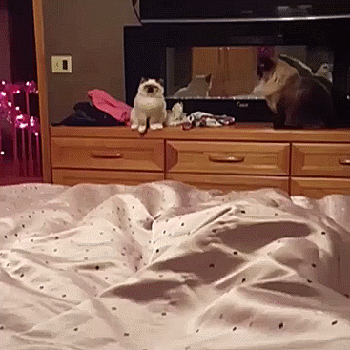 gif (29)