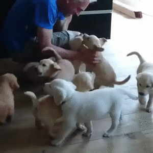 gif (7)