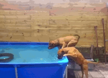gif (20)