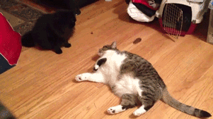 gif (26)