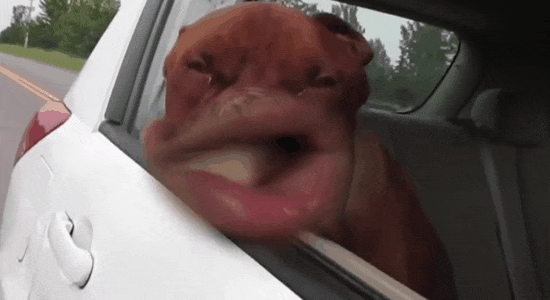 gif (3)