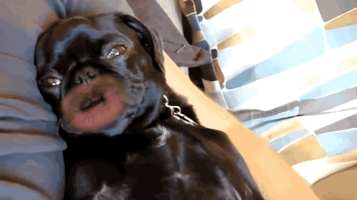 gif (7)