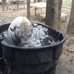 gif (10)