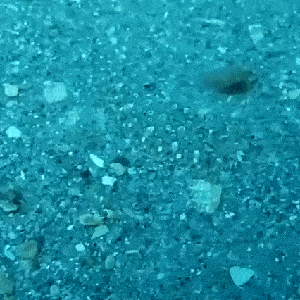 gif (25)