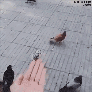 gif (26)