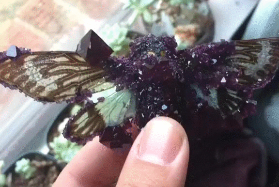 gif (11)