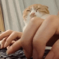 gif (27)