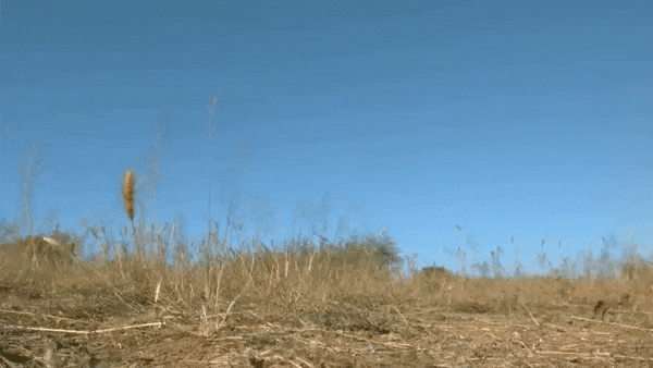 gif (21)