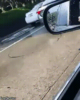 gif (25)