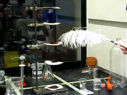 gif (13)