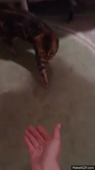 gif (22)