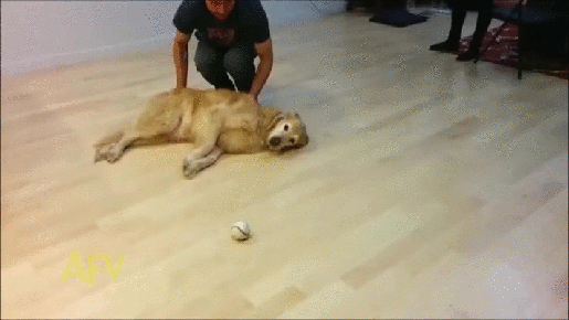 gif (10)