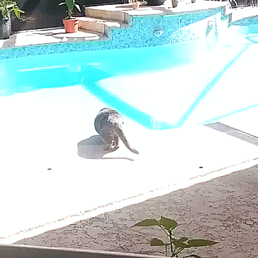 gif (23)