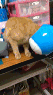 gif (27)