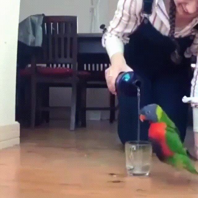 gif (28)