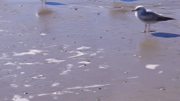 gif (2)