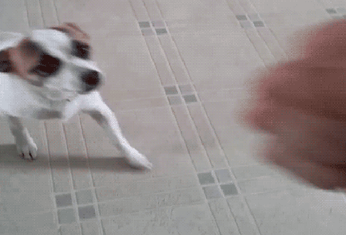 gif (6)