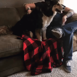 gif (17)