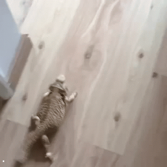 gif (26)