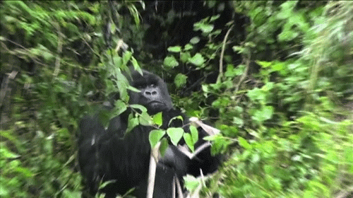 gif (4)