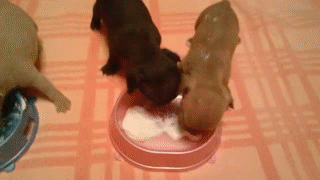 gif (28)
