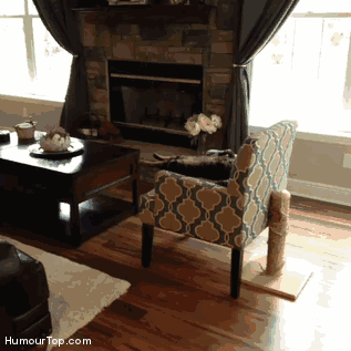 gif (5)