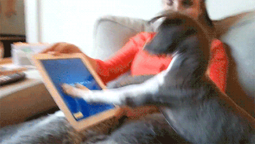 gif (2)
