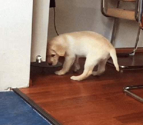 gif (2)