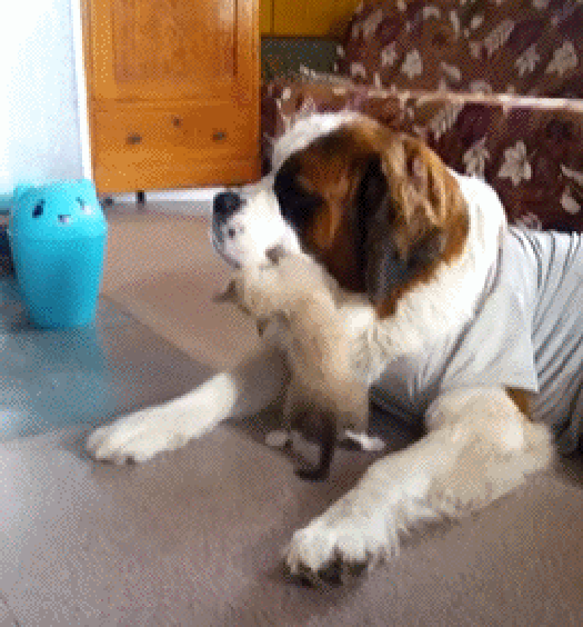 gif (6)