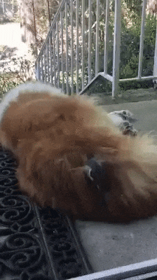 gif (7)
