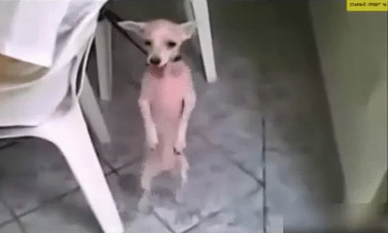 gif (9)