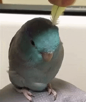 gif (17)