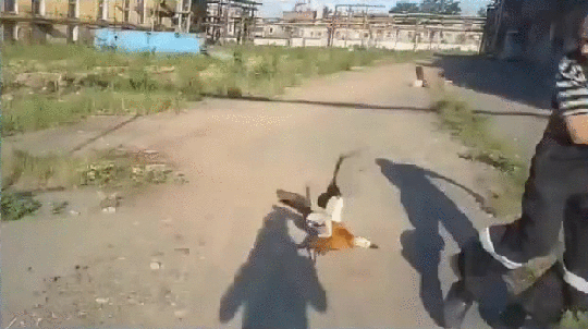 gif (9)