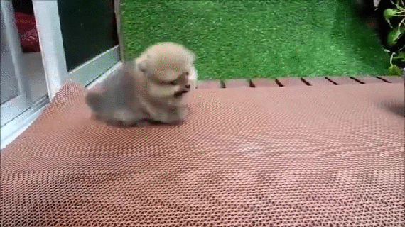 gif (15)