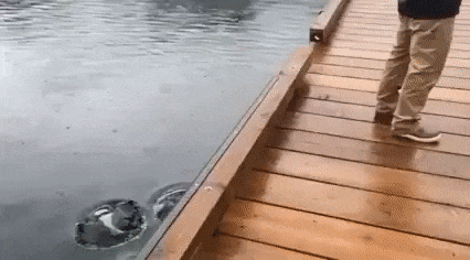 gif (29)