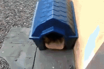 gif (11)