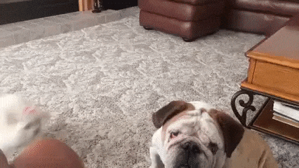 gif (12)