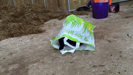 gif (15)