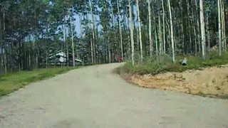 gif (24)