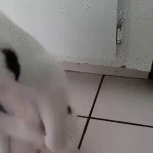 gif (30)