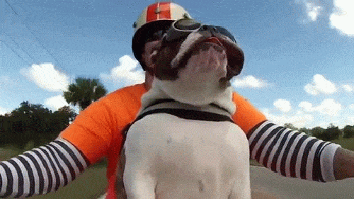 gif (10)