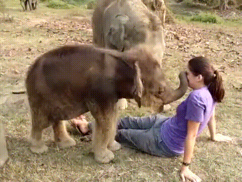 gif (27)