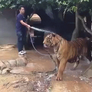 gif (2)