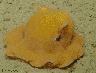gif (23)